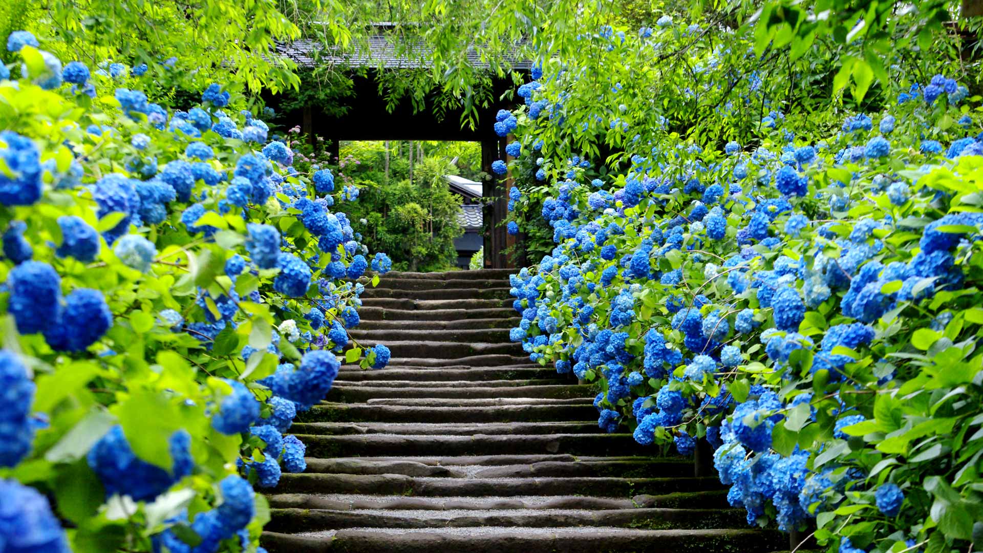｢明月院｣神奈川, 鎌倉 (© Aflo Relax/Masterfile)(Bing Japan)