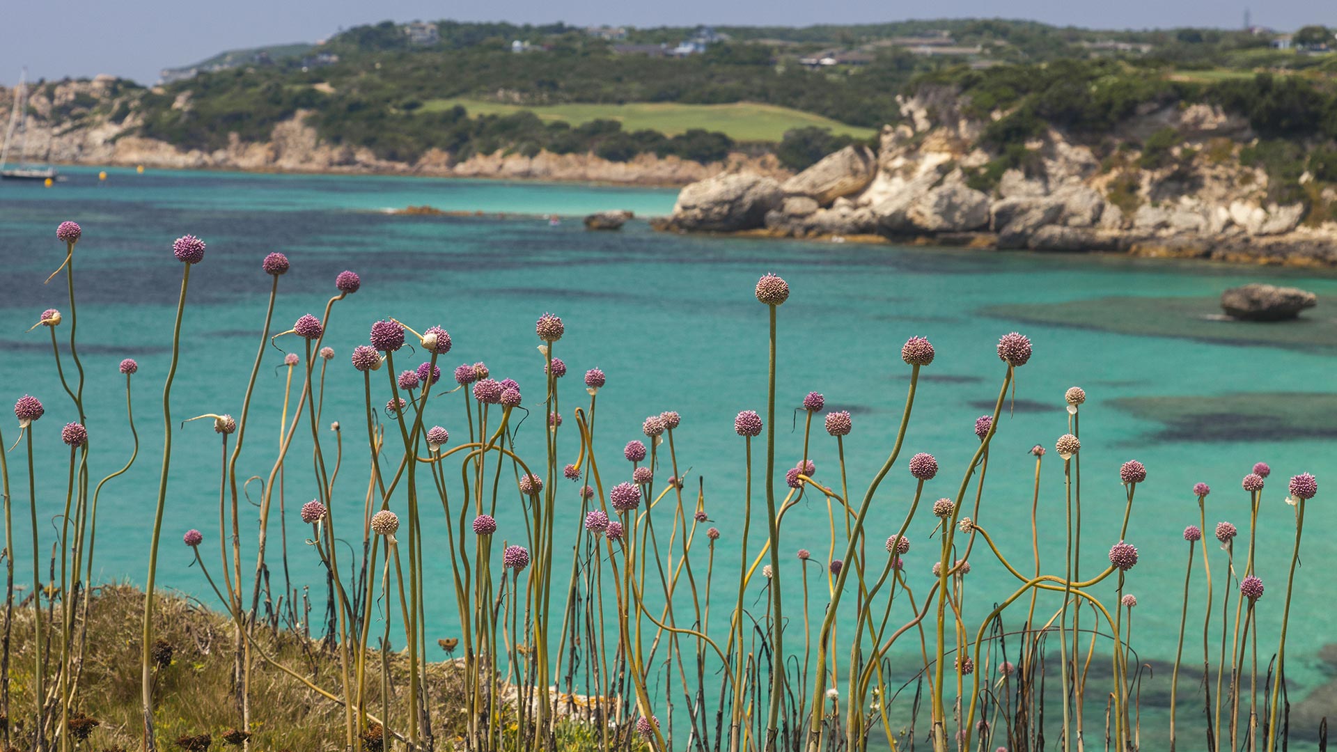 Petites fleurs roses le long d’une crique, Bonifacio, Corse, France (© Roberto Moiola/Getty Images)(Bing France)