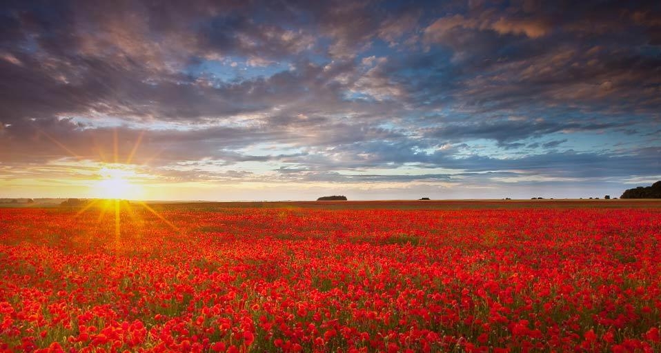 夕阳照耀下的罂粟花海 (© Anthony Spencer/Getty Images) &copy; (Bing China)
