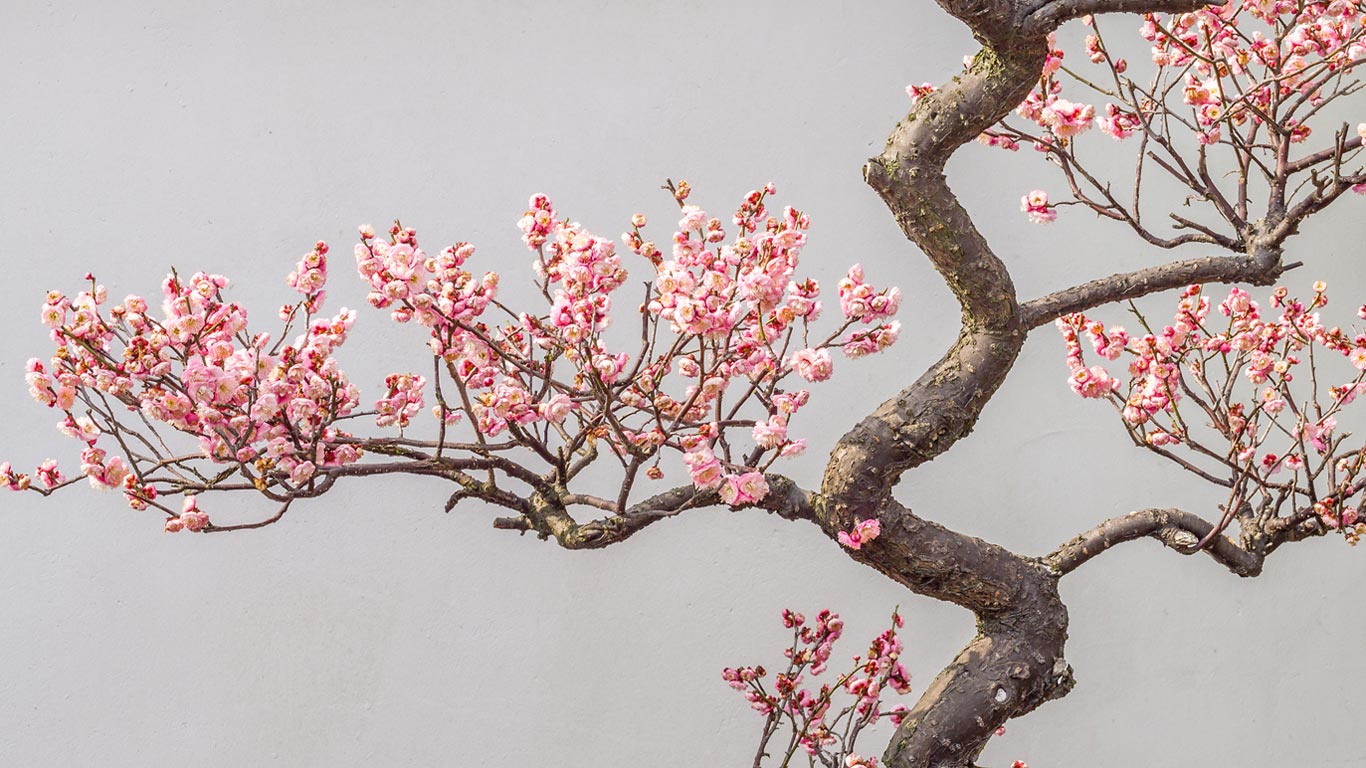 梅花朵朵开 (© atiger/Shutterstock)(Bing China)
