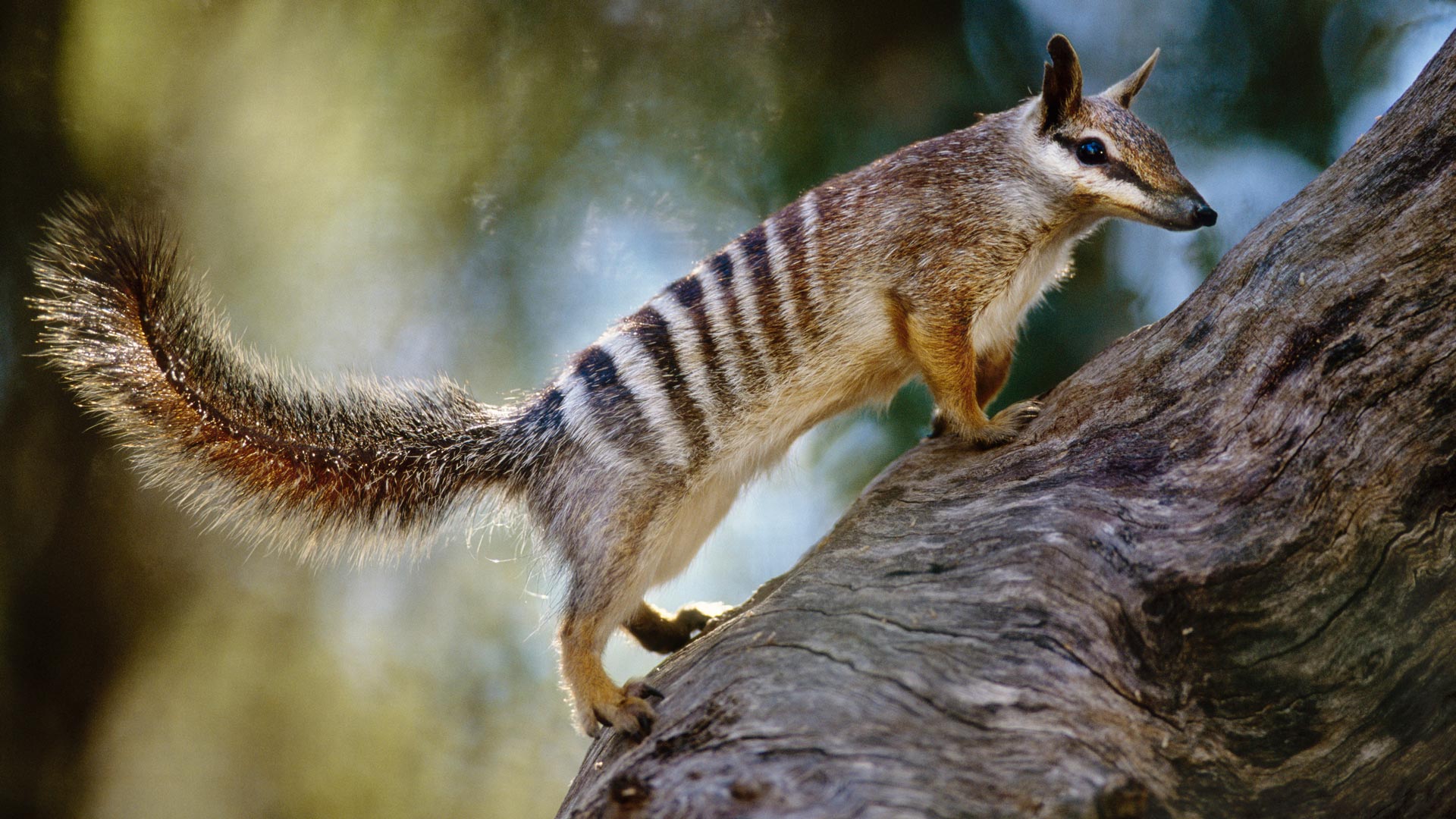 A numbat (Myrmecobius fasciatus) in Australia (© FRANS LANTING, MINT IMAGES/SCIENCE PHOTO LIBRARY)(Bing Australia)