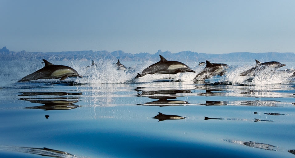 墨西哥湾壮观的的海豚队伍 -- Specialist Stock/Corbis &copy; (Bing China)