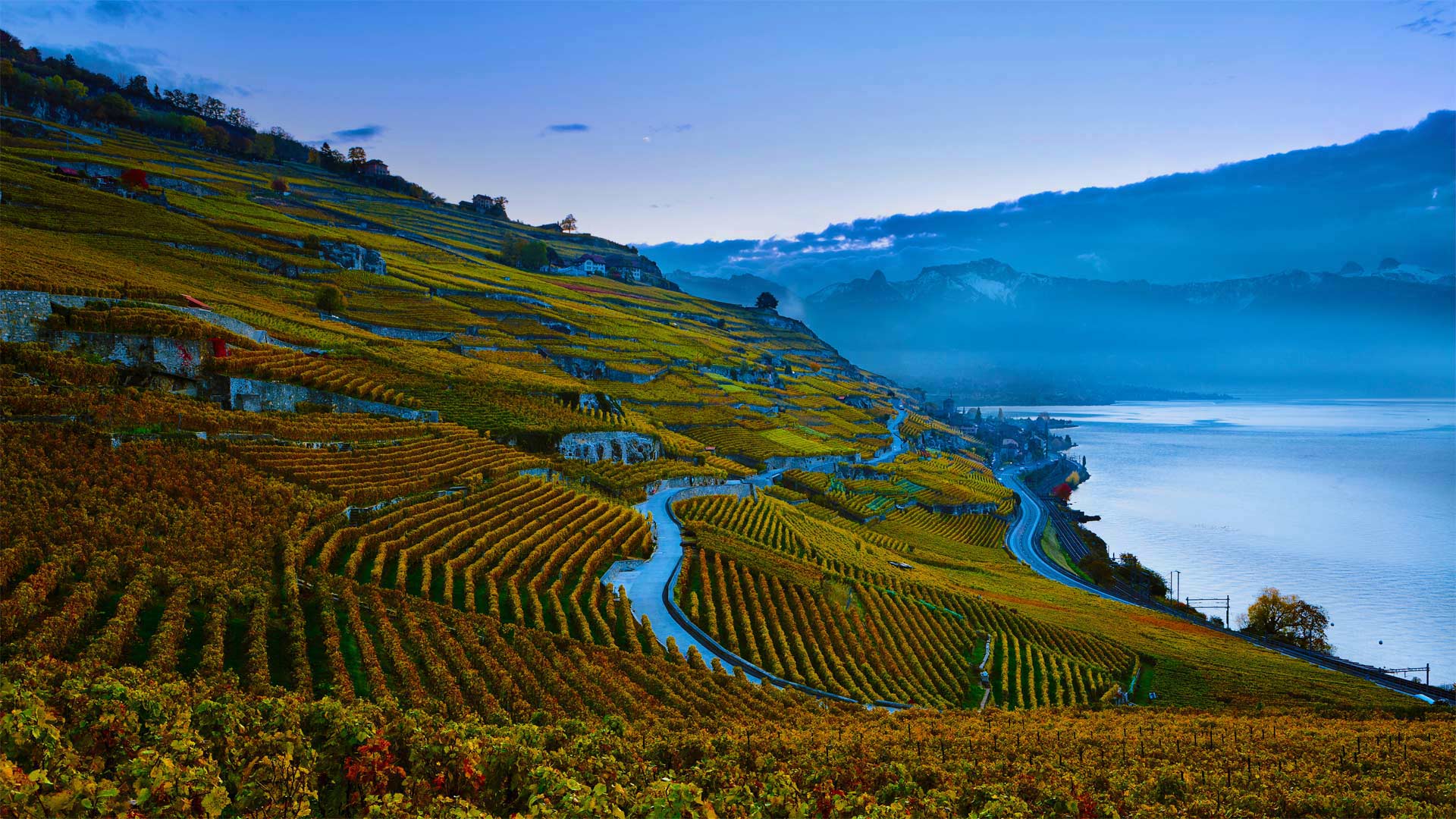 日内瓦湖岸上陡峭的拉沃葡萄园梯田，瑞士 (© Yves Marcoux/plainpicture)(Bing China)