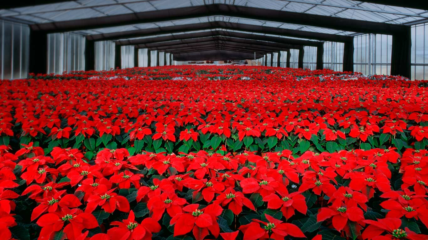 Weihnachtssterne im Gewächshaus (© SGM/Stock Connection/Aurora Photos)(Bing Deutschland)
