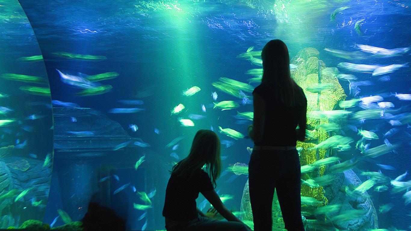 Silhouette von Menschen, die Fische im Aquarium betrachten, Sea Life München, München, Bayern, Deutschland (© Franco Cogoli/SIME/4Corners)(Bing Deutschland)