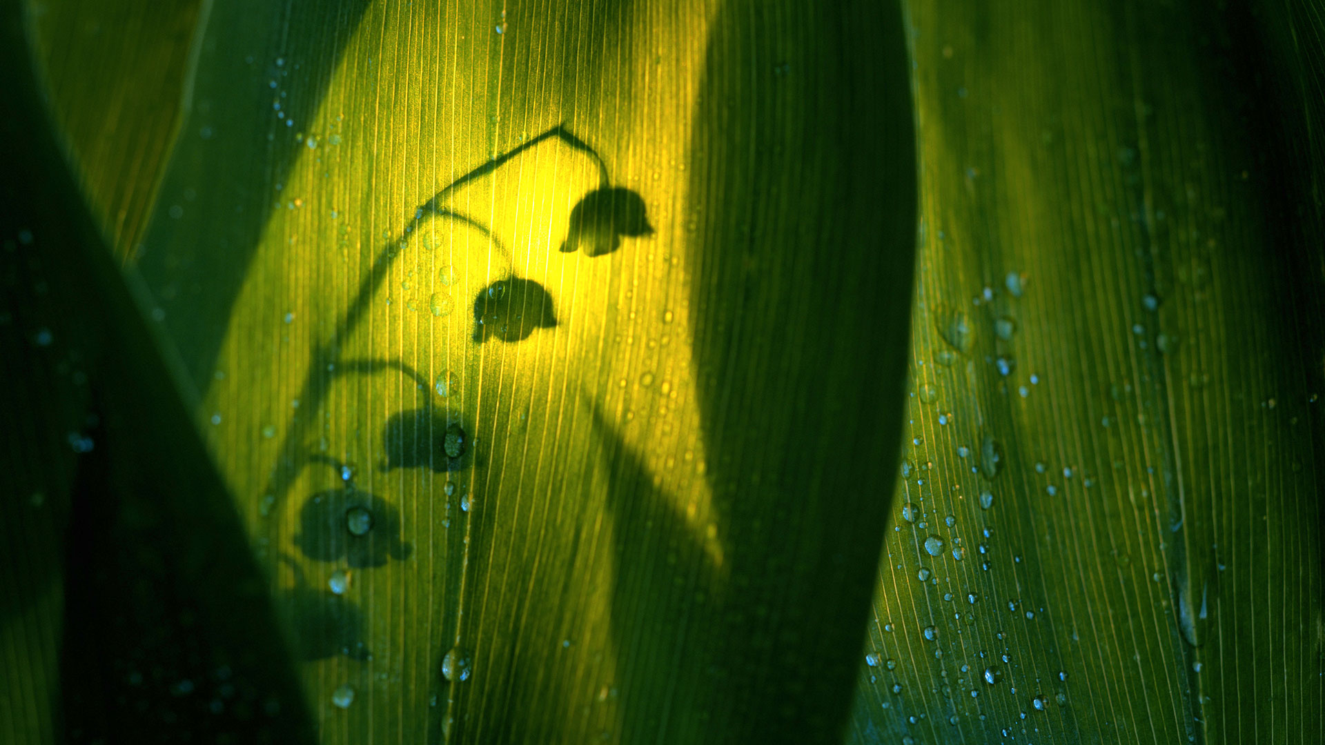 Silhouette de muguet  (© Roine Magnusson/Getty Images)(Bing France)
