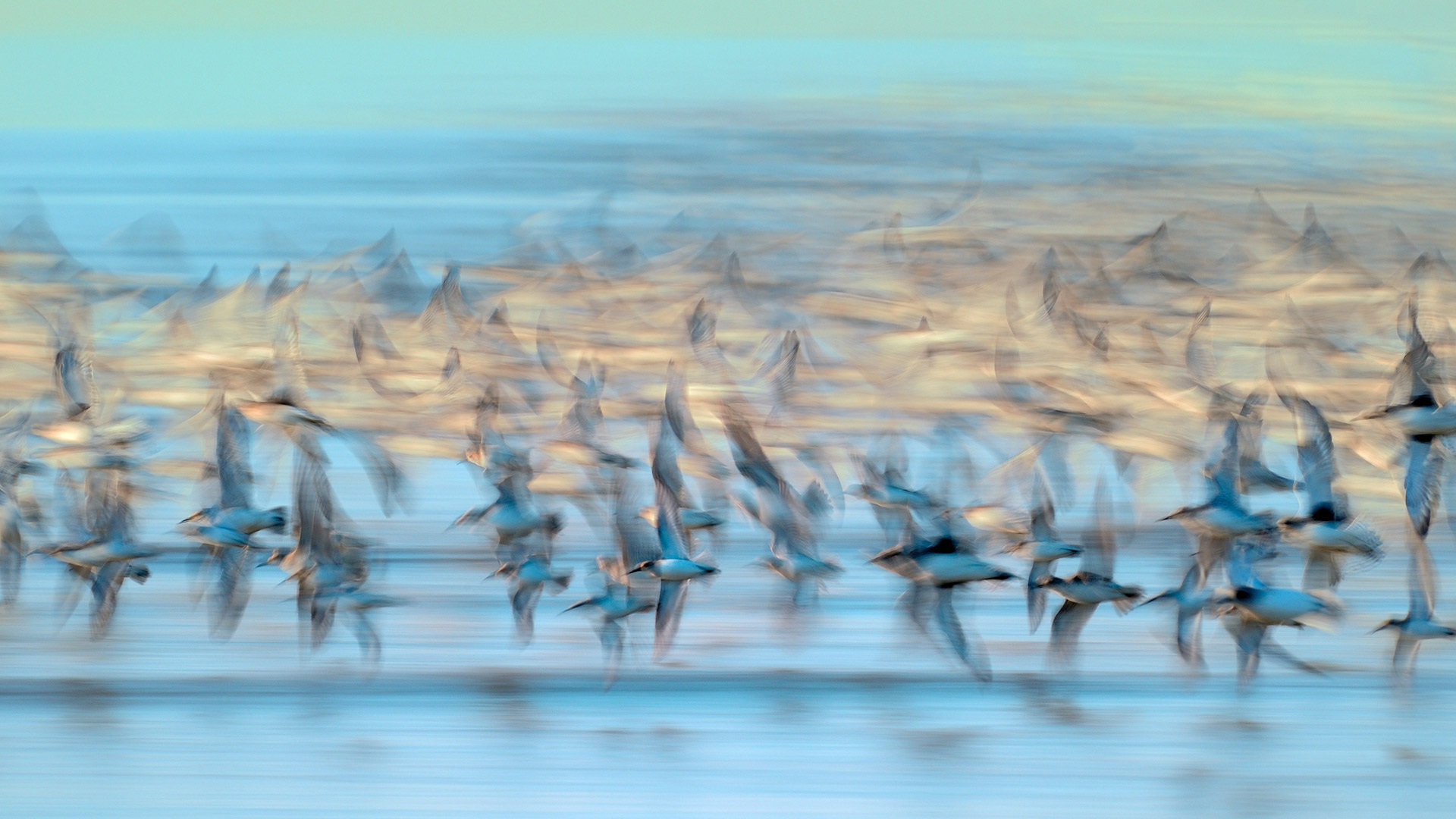 Nuée de bécasseaux variables, Vendées, France (© Serge Deboffle/Minden Photo Stock)(Bing France)