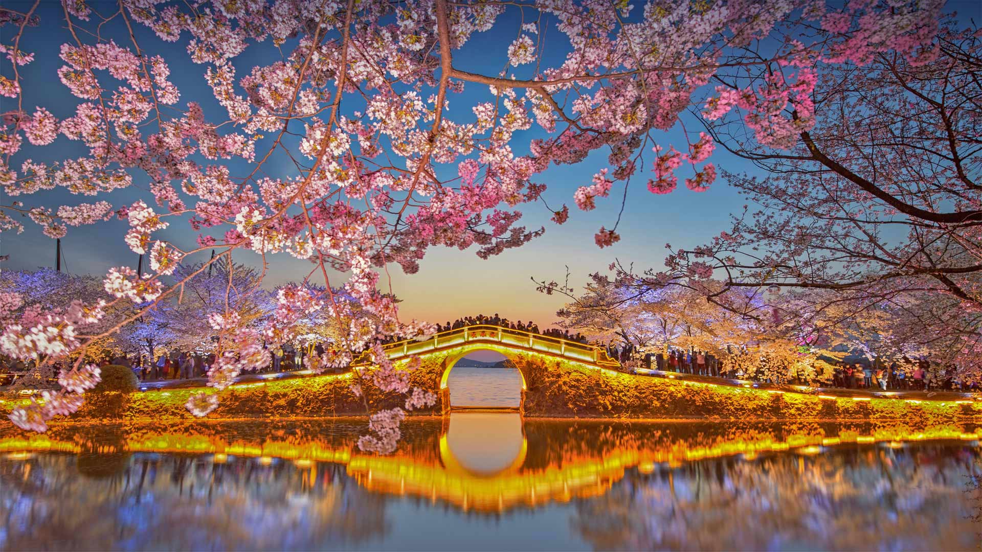 太湖边盛开的樱花，无锡 (© Eric Yang/Getty Images)(Bing China)