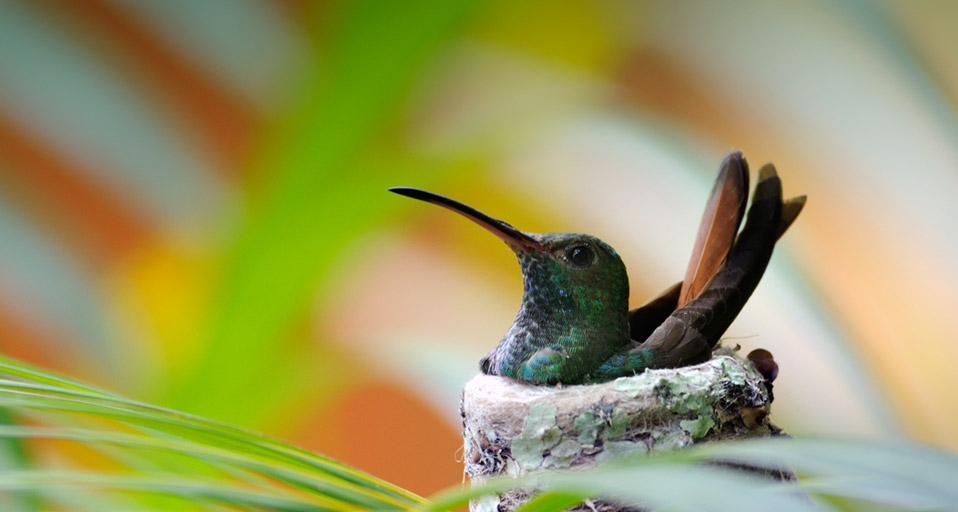 哥斯达黎加国家公园的蜂鸟 (© Shannon Nace/Lonely Planet Images) &copy; (Bing China)