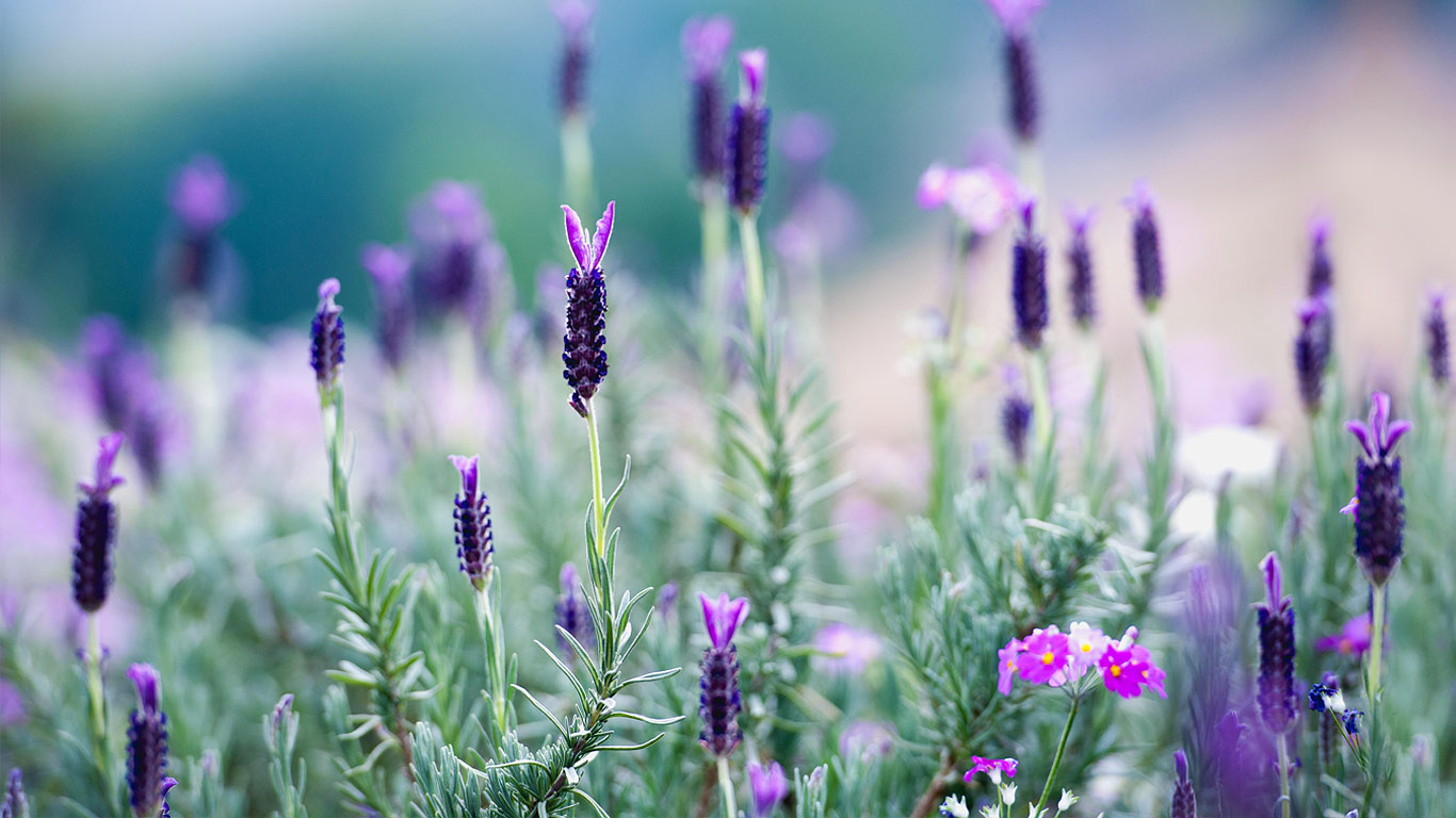 泰国北部盛开的薰衣草 (© Tanat Loungtip/Alamy)(Bing China)
