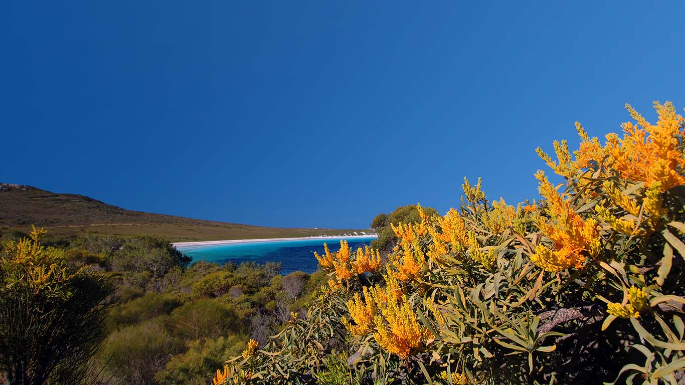 Nuytsia floribunda at Cape Le Grand National Park, Western Australia (© Suzanne Long/Alamy)(Bing Australia)