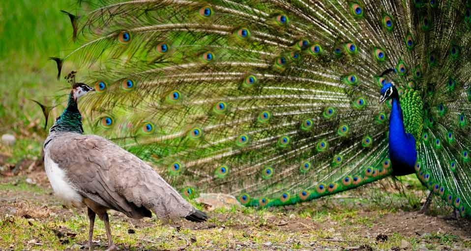 开屏的雄孔雀吸引了雌孔雀的关注 (© Dave Blackey/Getty Images) &copy; (Bing China)