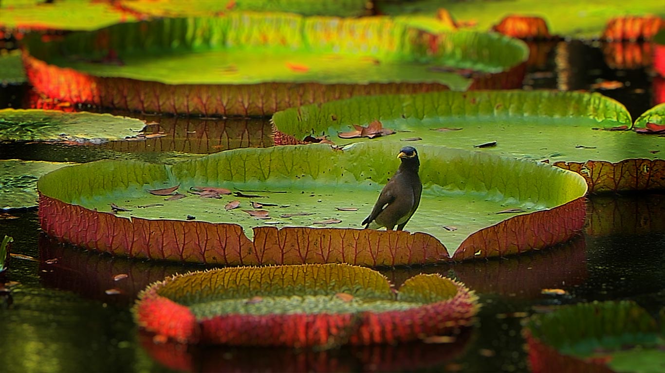 毛里求斯路易港，莲叶上的家八哥 (© Getty Images)(Bing China)