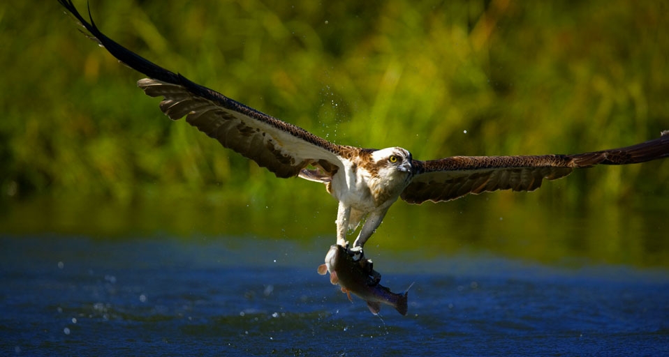 芬兰的捕鱼能手——鹗-- Juan Carlos Munoz/Photolibrary &copy; (Bing China)