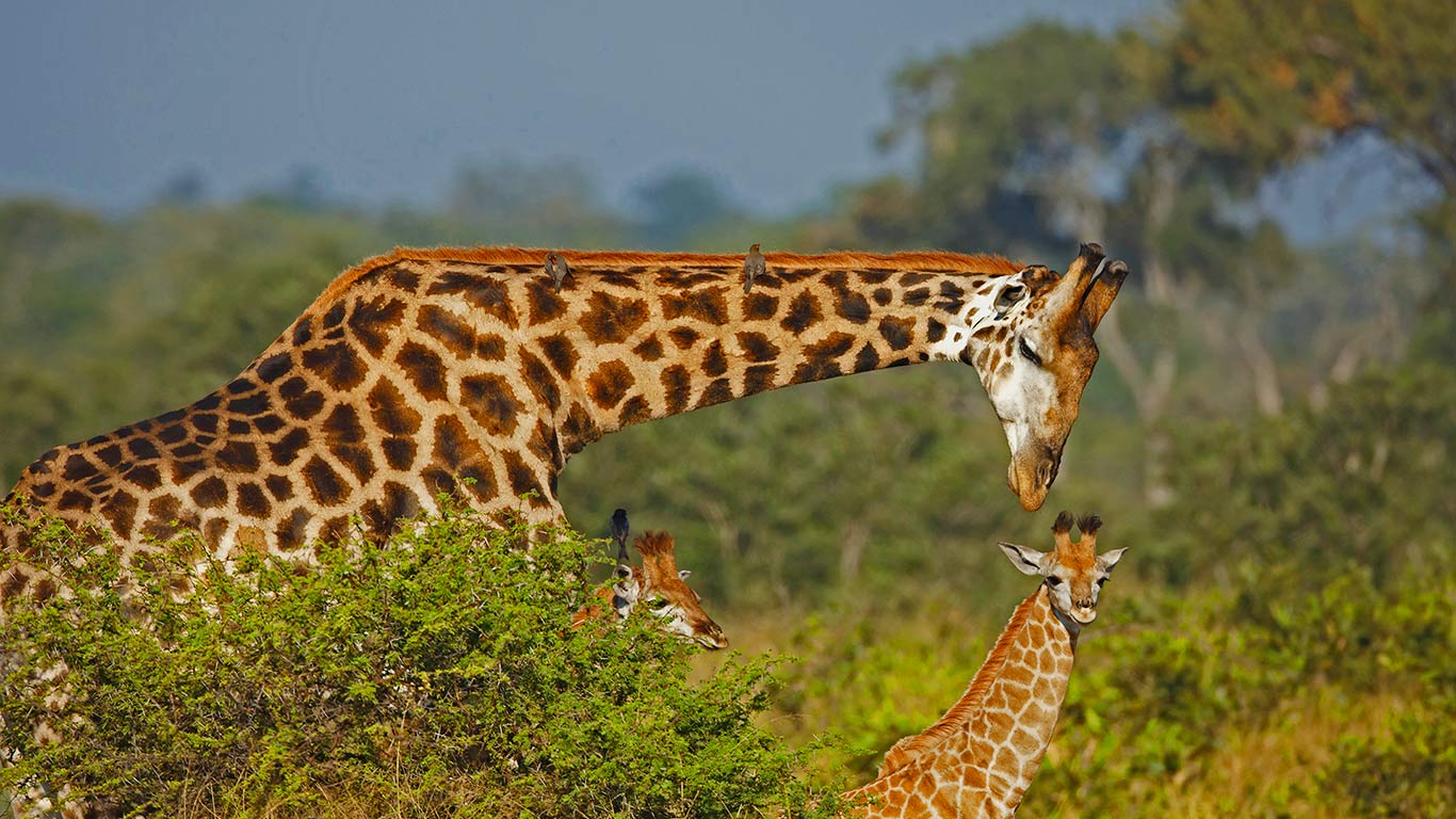长颈鹿爸爸和它的孩子们 (© Richard du Toit/age fotostock)(Bing China)