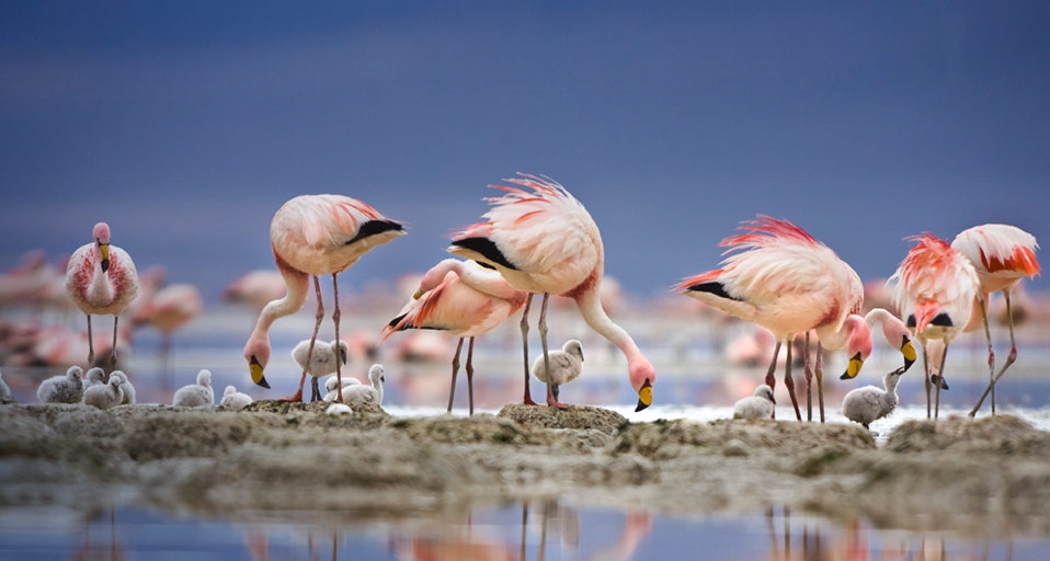 ｢コバシフラミンゴ｣ボリビア, ラグナ・コロラダ -- George Steinmetz/Corbis &copy; (Bing Japan)