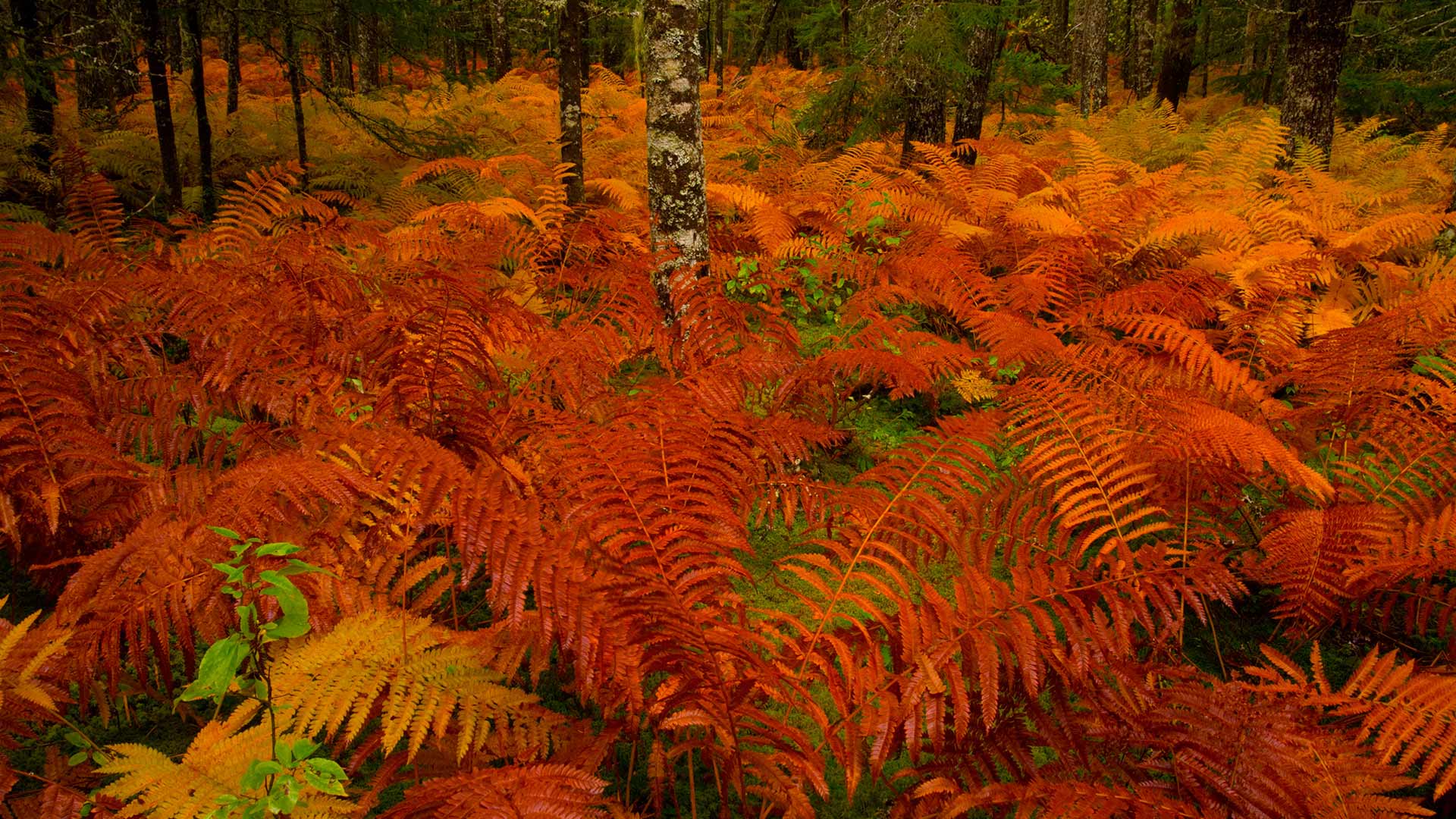 亡灵节上点缀公墓的万寿菊，墨西哥米却肯州 (© Irwin Barrett/Design Pics/Alamy)(Bing China)