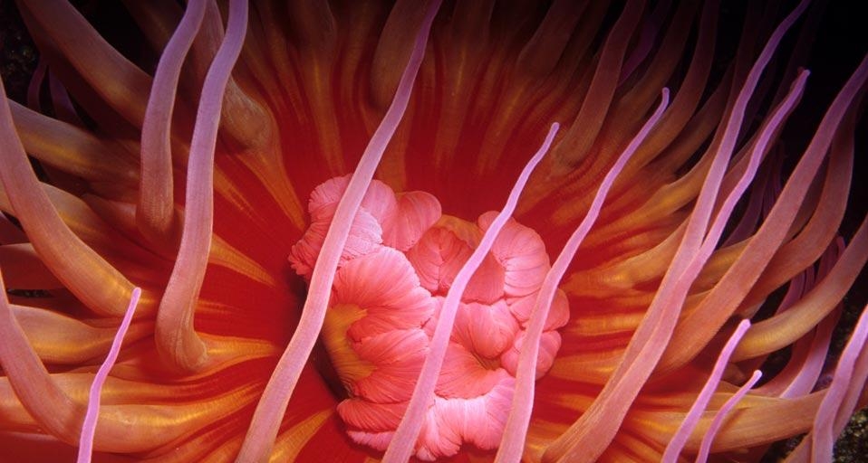 White-spotted rose anemone along the coast of the Pacific Ocean, North America (© Ken Lucas/Corbis) &copy; (Bing Canada)