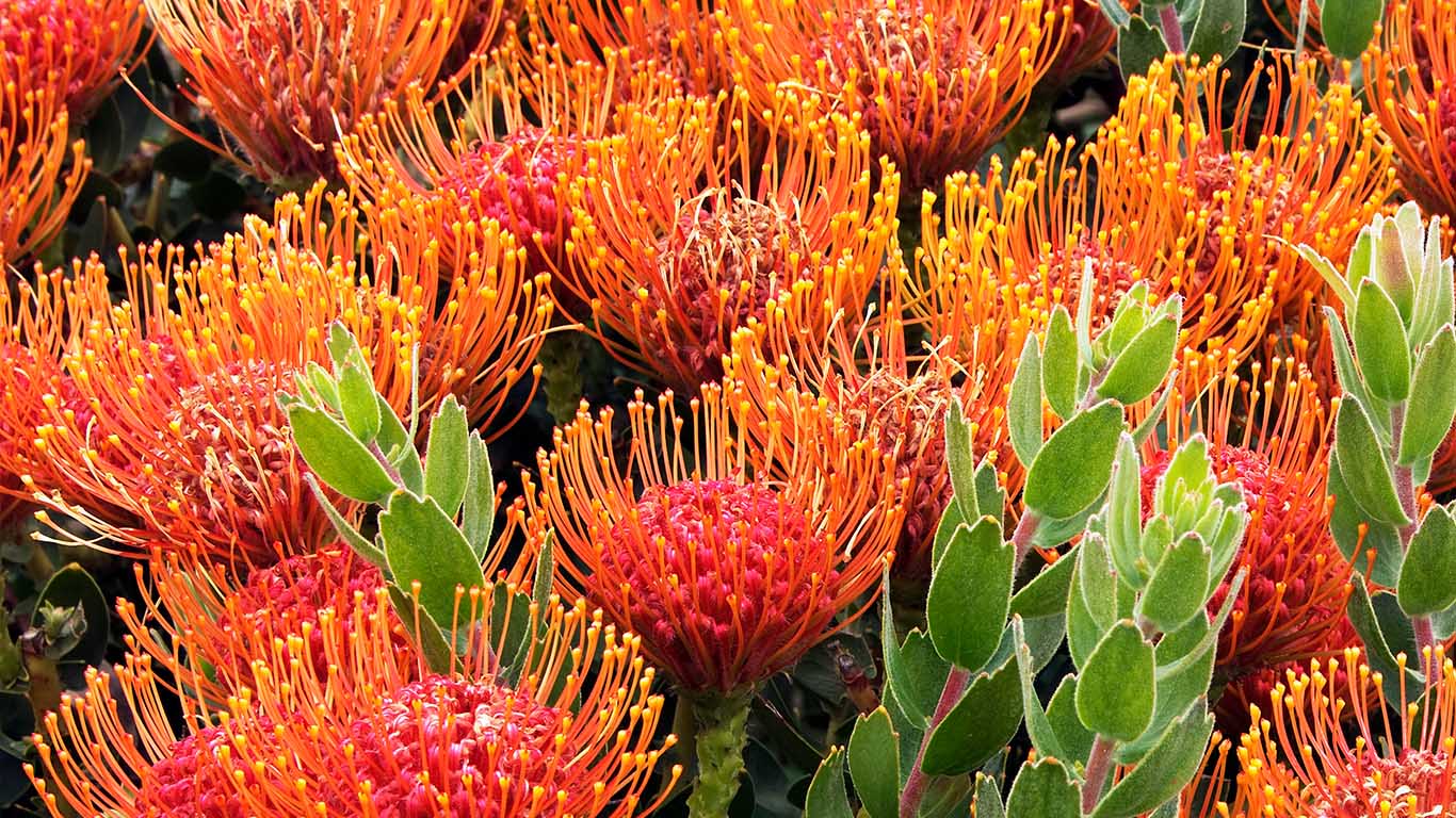 Pincushion protea flowers near the Bay of Fires in Tasmania, Australia (© Frank Krahmer/Getty Images/Corbis Documentary)(Bing Australia)