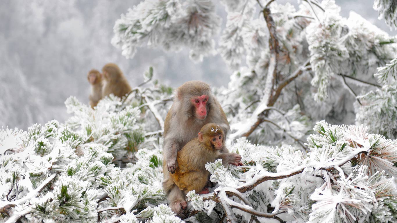 张家界附近武陵源旷野里的几只恒河猴，中国 (© Xinhua News Agency/REX/Shutterstock)(Bing China)