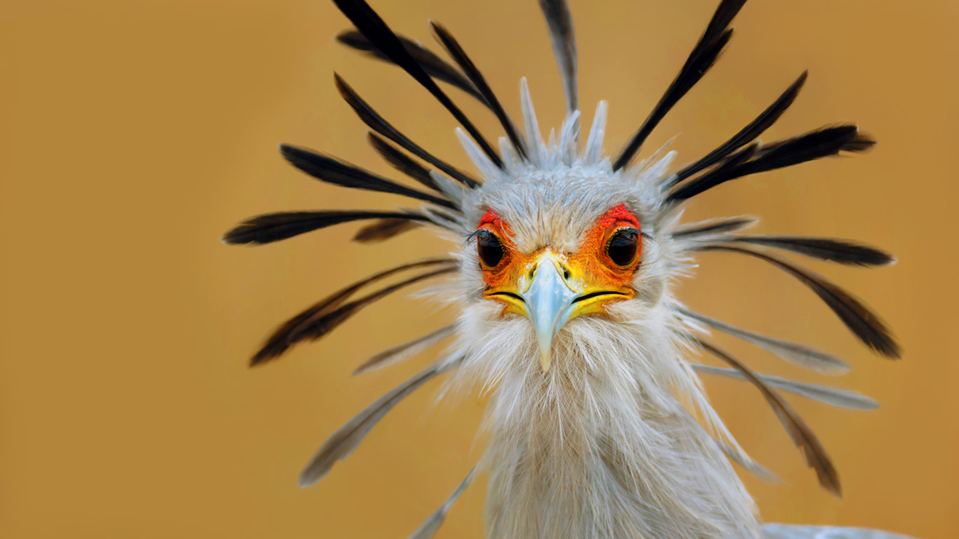 南非克鲁格国家公园的秘书鸟(蛇鹫) (© Johannes Swanepoel/Alamy)(Bing China)