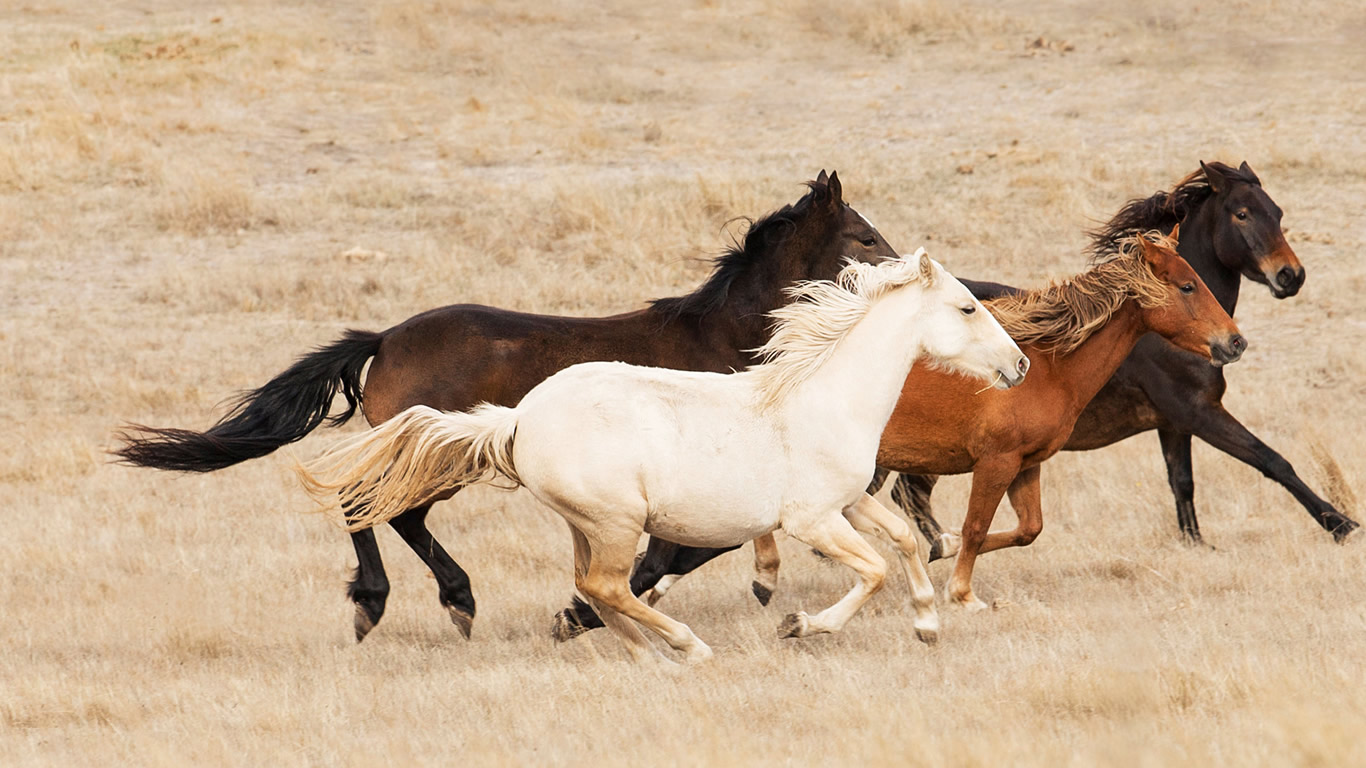 Band of four horses galloping in central Australia (© Juniors Bildarchiv GmbH/Alamy)(Bing Australia)