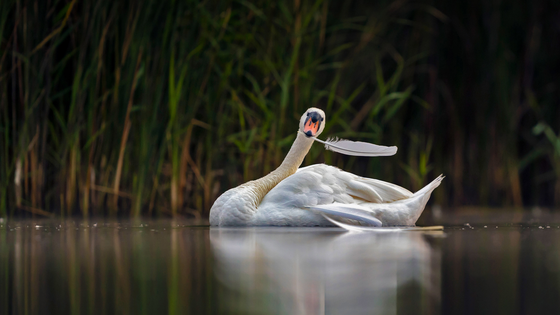 疣鼻天鹅，荷兰瓦尔肯霍斯特自然保护区 (© David Pattyn/Minden Pictures)(Bing China)