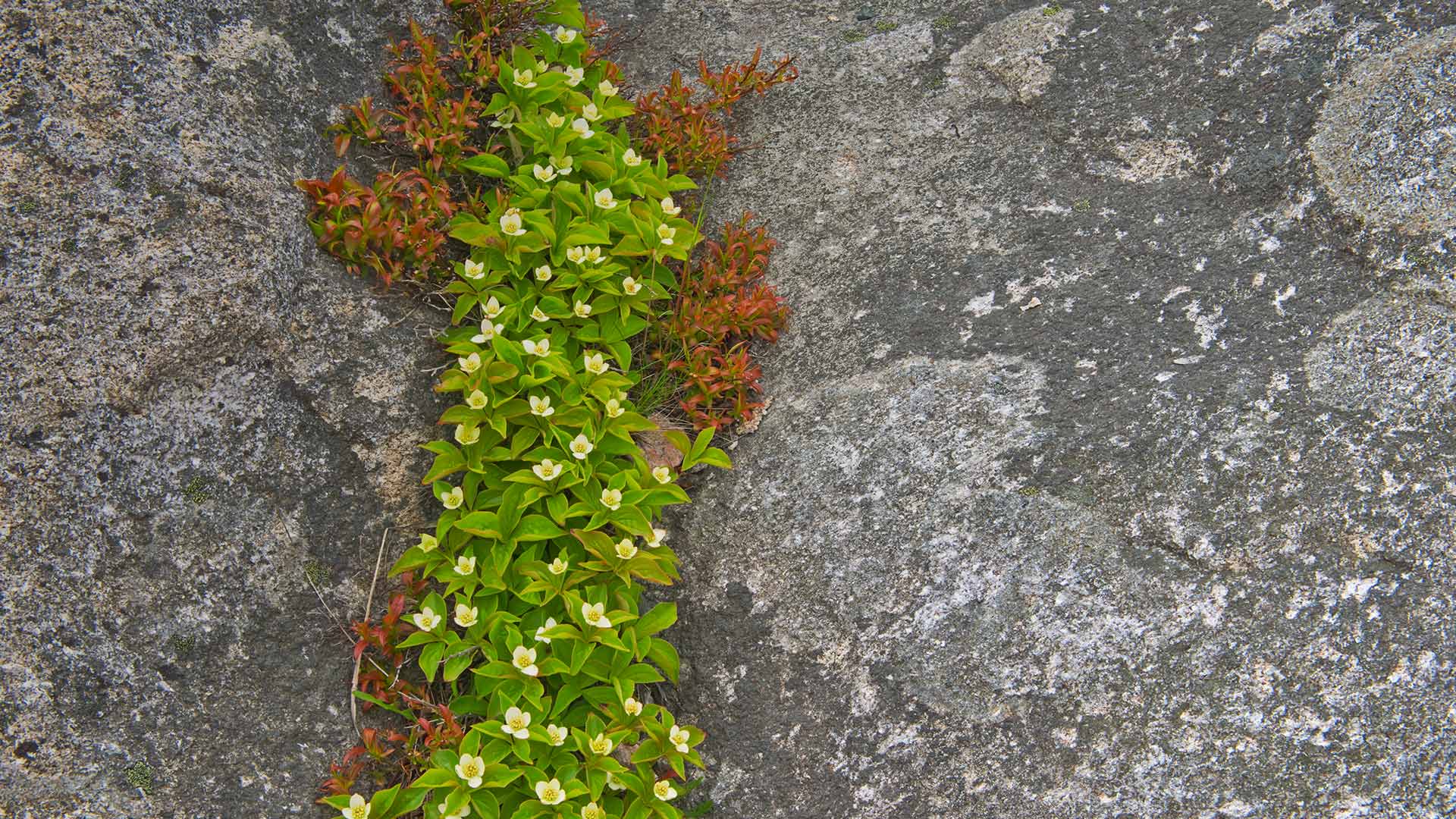 A close-up of bunchberry in Rose Blanche, Newfoundland (© Mike Grandmaison/Jaynes Gallery/DanitaDelimont.com)(Bing Canada)