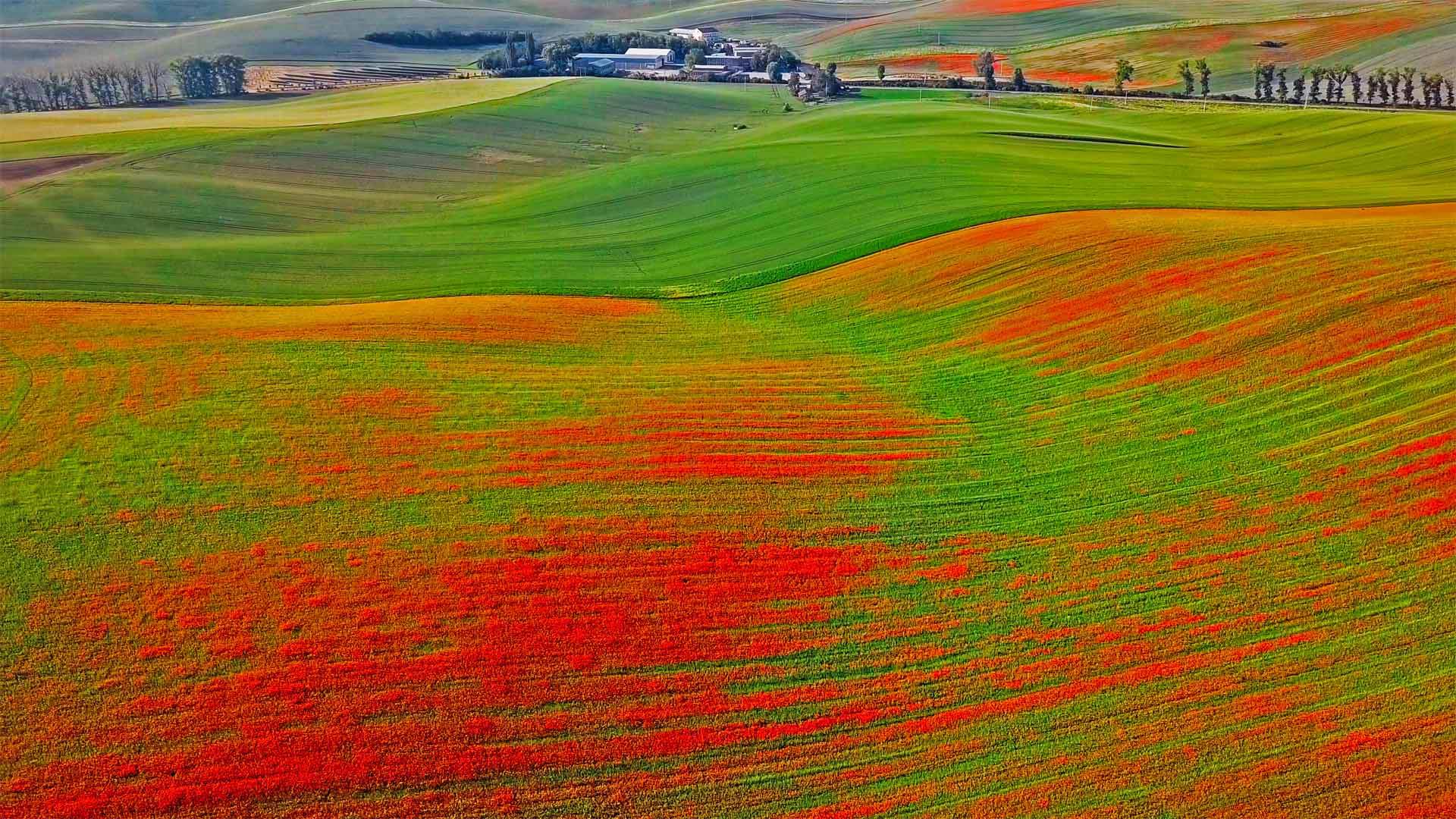 Blühender Mohn, Mähren, Tschechische Republik (© rusm/Getty Images)(Bing Deutschland)