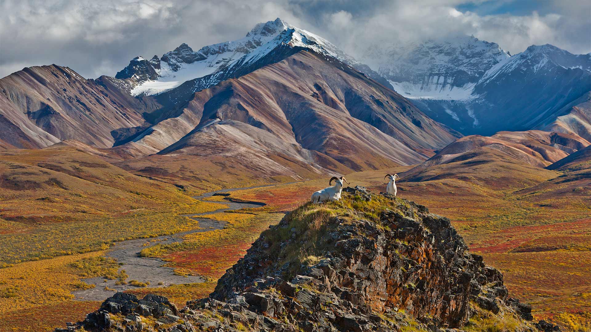 迪纳利国家公园里的白大角羊，阿拉斯加 (© Patrick J. Endres/Getty Images)(Bing China)