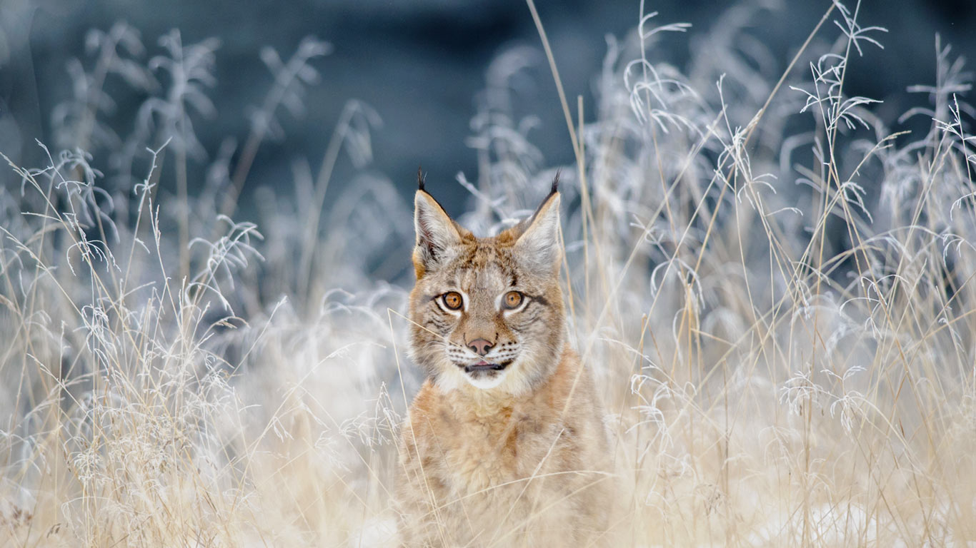 波希米亚摩拉维亚高地的猞猁，捷克 (© sduben/Getty Images Plus)(Bing China)