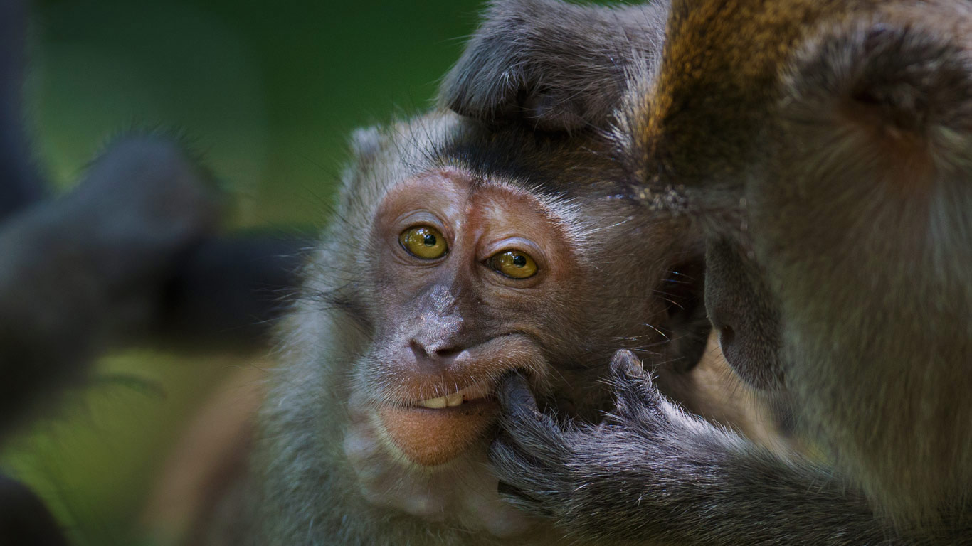 Crab-eating macaque in Bako National Park, Malaysia (© Anup Shah/Minden Pictures)(Bing Canada)
