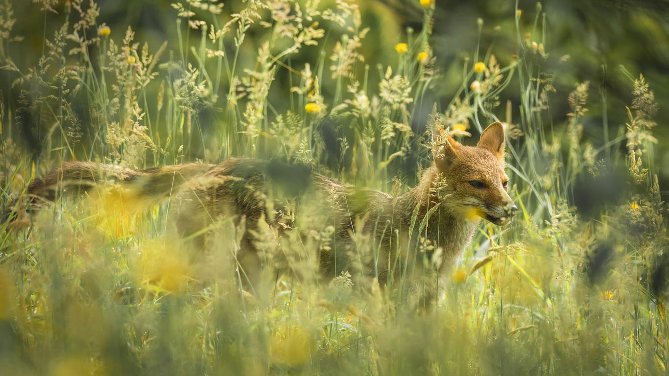 Pampas fox in Santa Catarina, Brazil (© Global Pics/Getty Images)(Bing New Zealand)