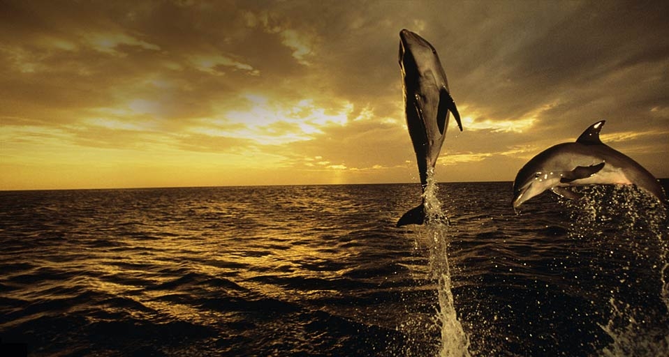 在夕阳下跳跃的宽吻海豚 (© Tom Brakefield/Stockbyte/Getty Images) &copy; (Bing China)