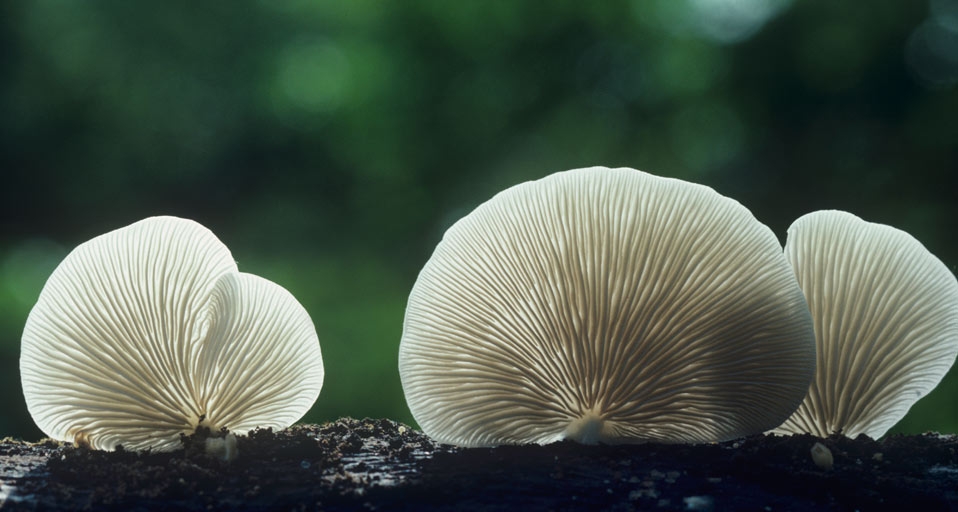 平菇 -- Dick Poe/Visuals Unlimited, Inc. &copy; (Bing China)