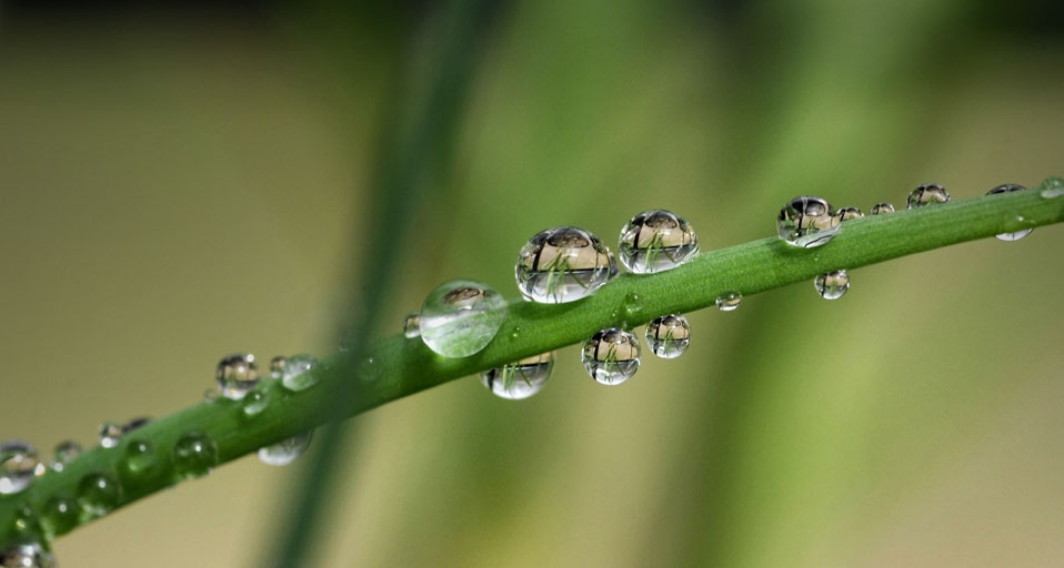 悬挂在叶子上的水滴 (© Natural Selection Robert Cable/DesignPics/Aurora Photo) &copy; (Bing China)