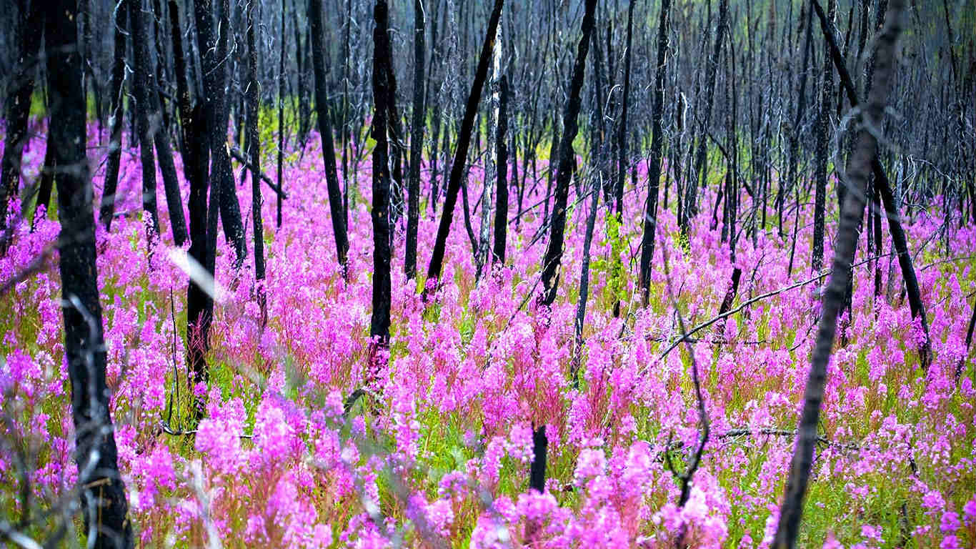 Fireweed, or rosebay willowherb epilobium angustifolium after a forest fire, Yukon (© Blake Kent/Design Pics/age fotostock)(Bing Canada)