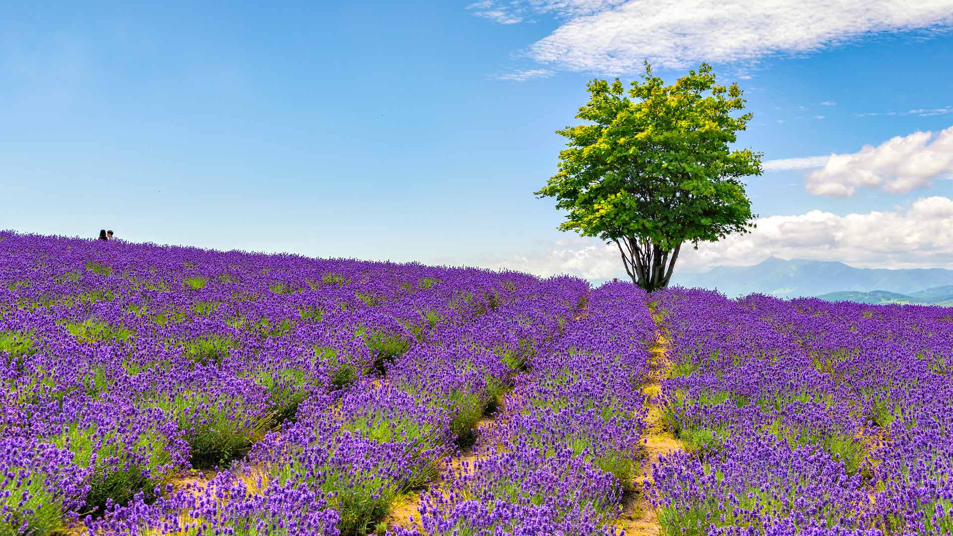 ｢日の出ラベンダー園｣北海道, 上富良野町 (© DoctorEgg/Getty Images)(Bing Japan)