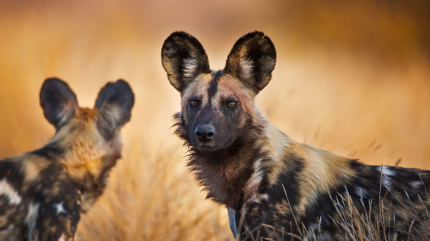 African wild dogs in Kruger National Park, South Africa (© Richard Du Toit/Minden Pictures)(Bing Canada)