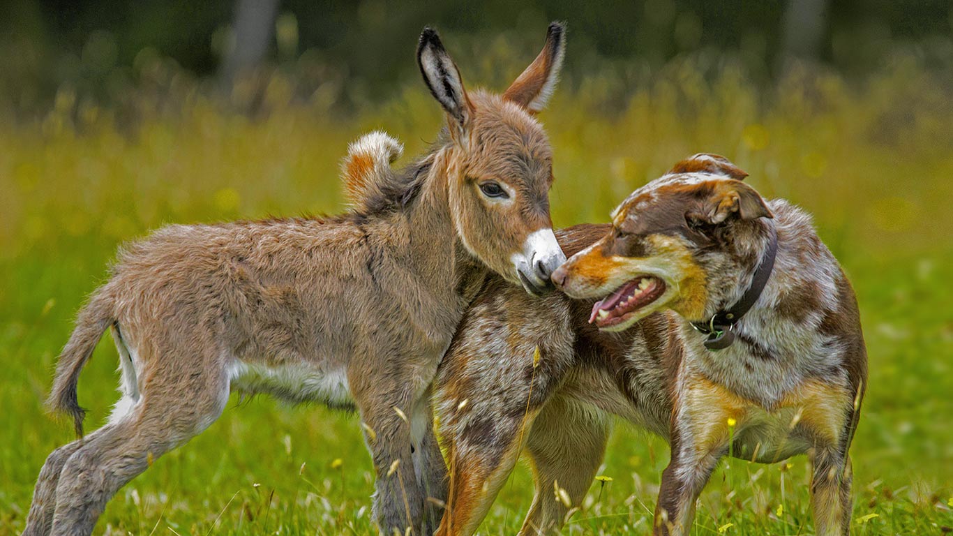 澳大利亚，墨尔本，跨越物种的友谊 (© Sarah Matray/REX Shutterstock)(Bing China)