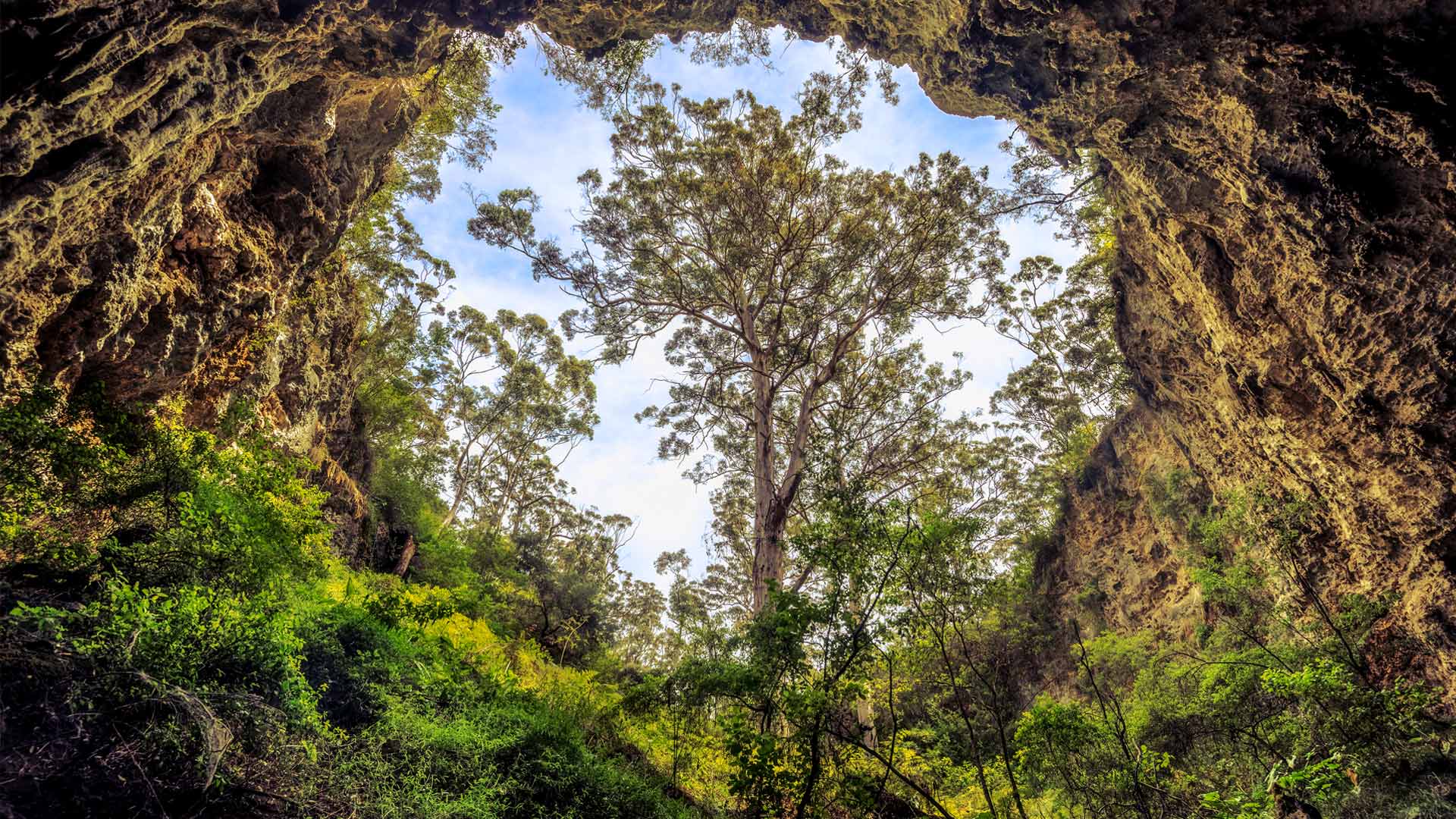 Giant karri tree at the entrance to a cave in Margaret River area, Western Australia (© Posnov/Getty Images)(Bing Australia)