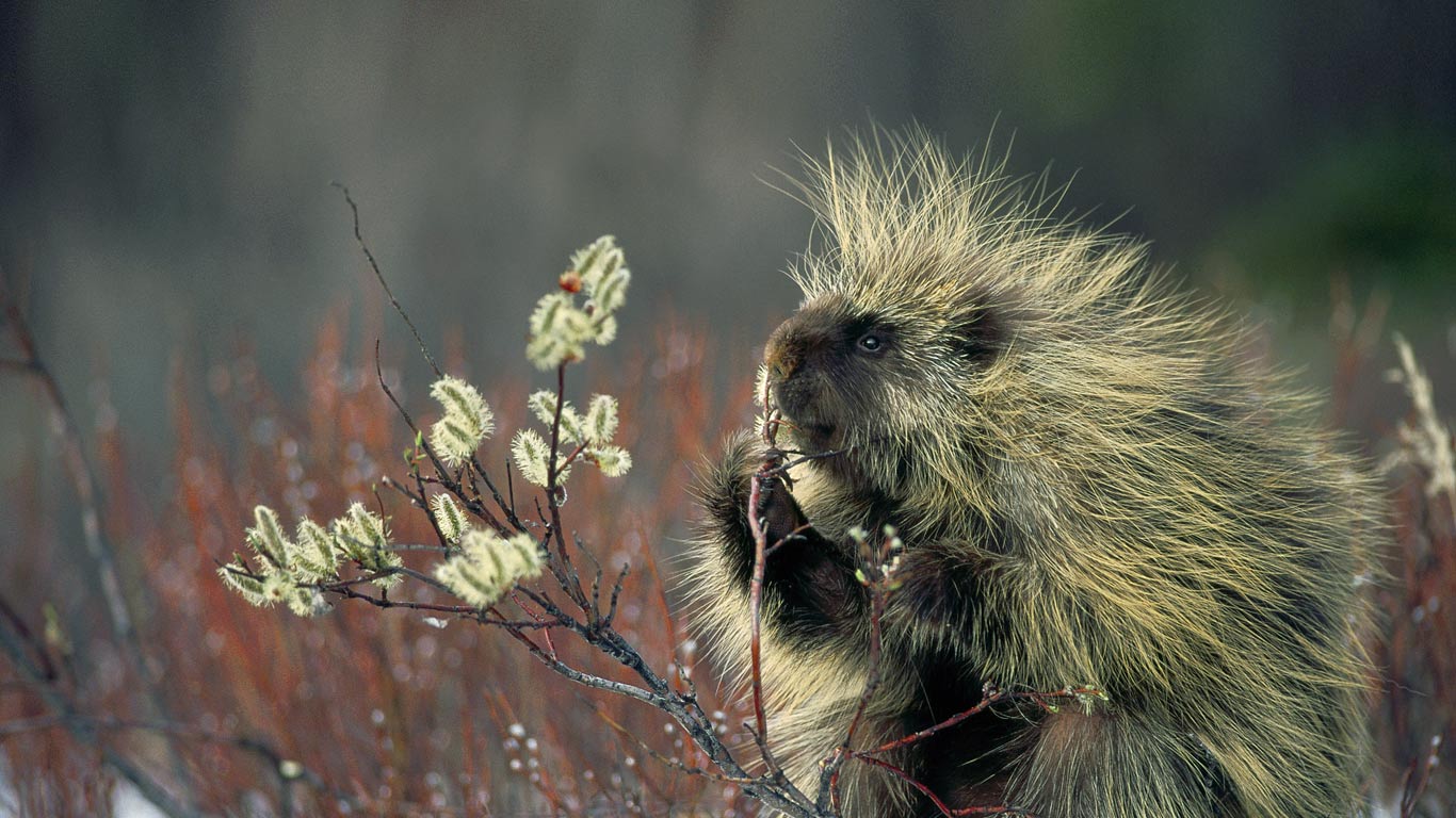 北美豪猪 (© Minden Pictures/SuperStock)(Bing China)