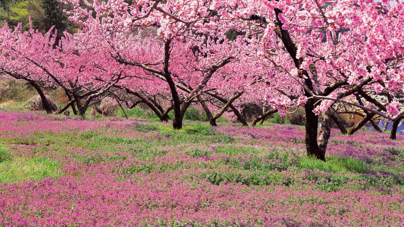 ｢桃畑｣山梨, 笛吹市 (© JTB MEDIA CREATION, Inc./Alamy)(Bing Japan)