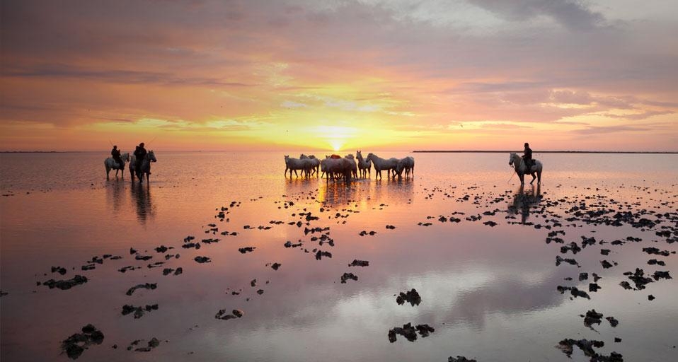 卡马尔格湿地的日出时分，牧马人与一群白马 (© SIME/eStock Photo) &copy; (Bing China)