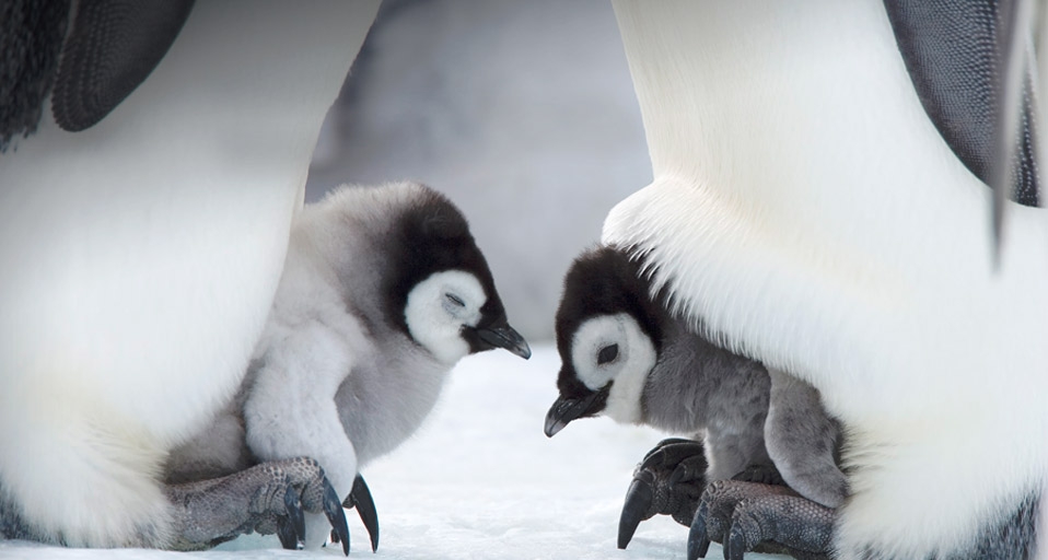 从“新”开始：新生的企鹅宝宝寄托新的希望 -- Thorsten Milse/Robert Harding Travel/Photolibrary &copy; (Bing China)