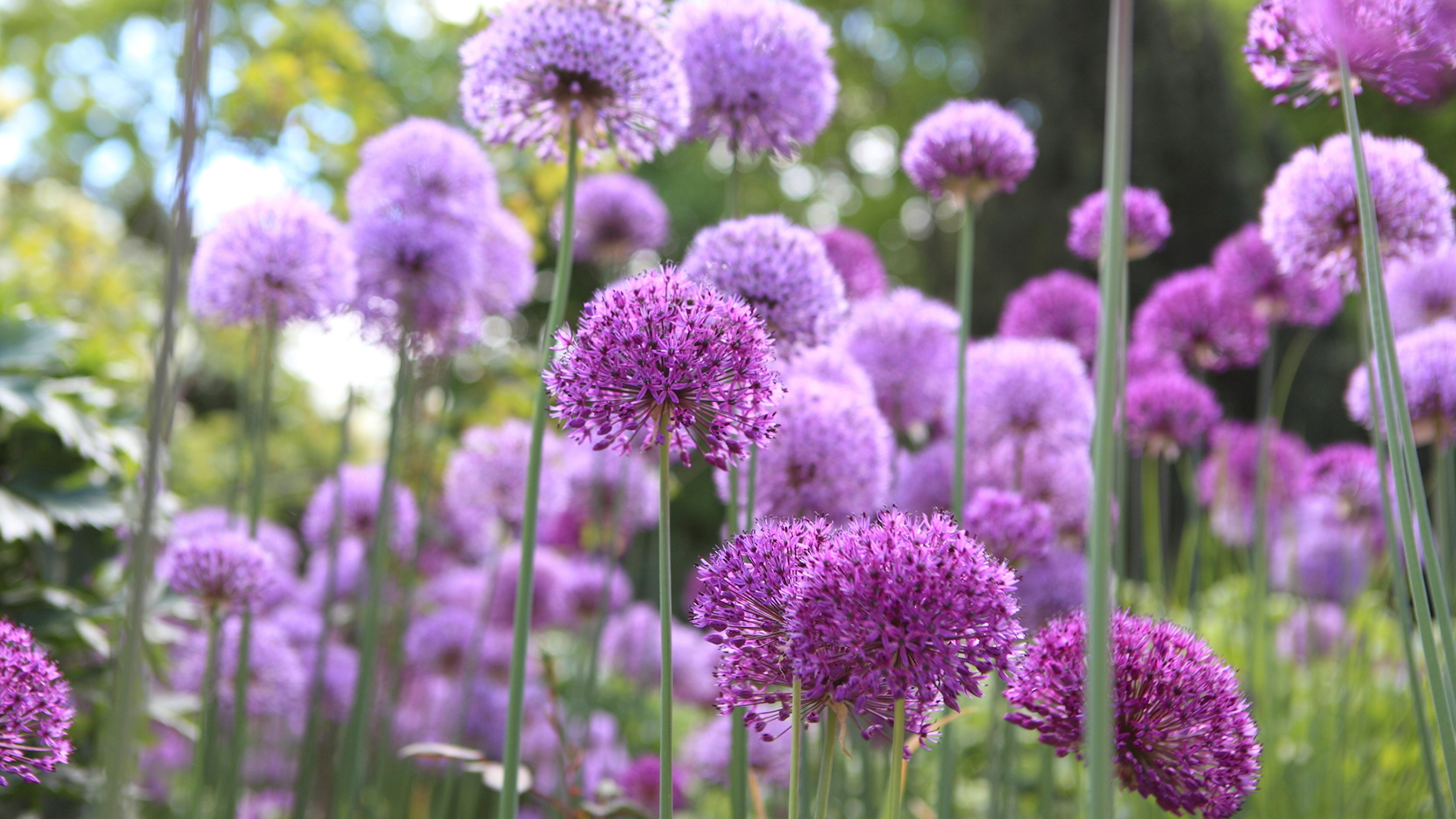 Riesen-Lauch (Allium giganteum), Hamburg (© Jasmin Sander/plainpicture)(Bing Deutschland)