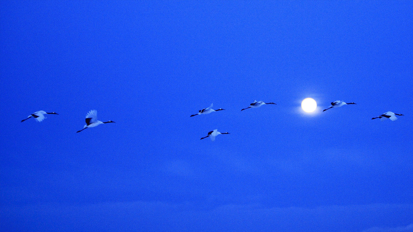 ｢満月とツル｣北海道, 釧路 (© DatacraftUniversal Images Group/Aurora Photos)(Bing Japan)