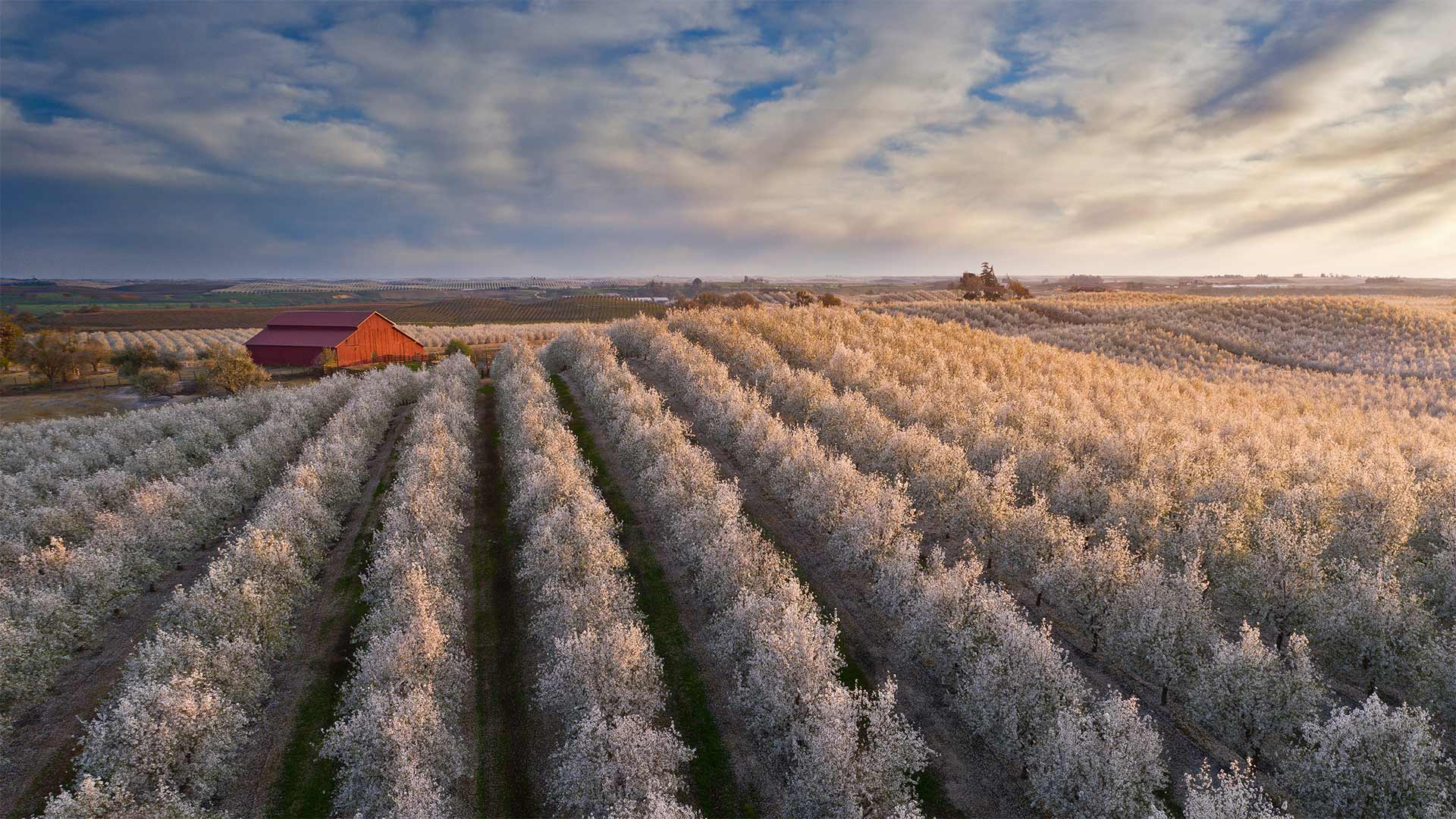 Almond blossoms surround a red barn in California