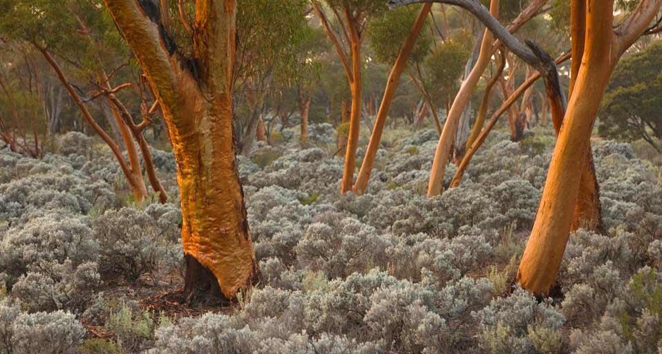 Eucalyptus salubris trees, Australia (© Ocean/Corbis) &copy; (Bing Canada)