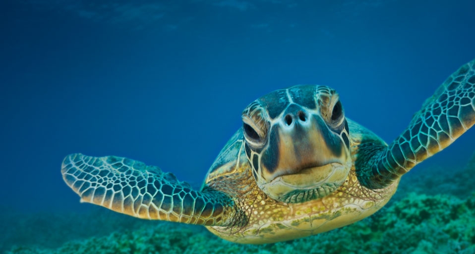 夏威夷毛伊岛的海龟 -- Reinhard Dirscherl/Visuals Unlimited, Inc. &copy; (Bing China)